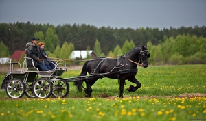 Сколько весит лошадь