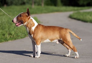 На фото - миниатюрный (декоративный) бультерьер