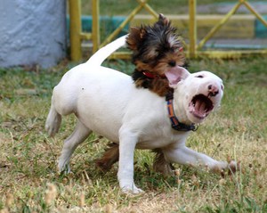 Мини бультерьер - необычная порода