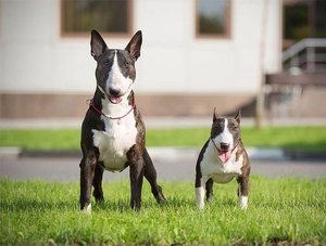 Мини бультерьер  - когда появилась порода собак