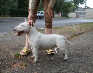 Бультерьеры миниатюрные - история возникновения породы