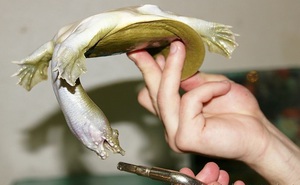 Внешний вид трионикса