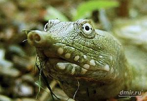 Как кормить черепаху трионикс