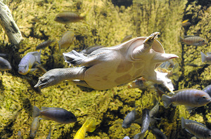 Мягкотелая черепаха