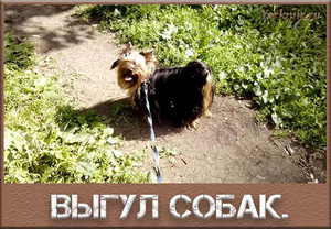 Как правильно выгуливать собаку в общественных местах: правила 2025