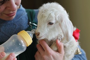 Как кормить новорожденных козлят