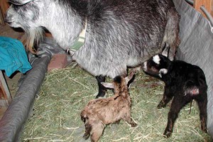 Чем кормить козлят