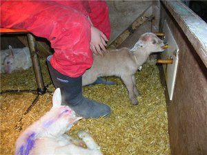 Чем кормить козлят с первых дней жизни: рацион и советы