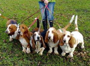 Закон регламентирует правила, как выгуливать собаку