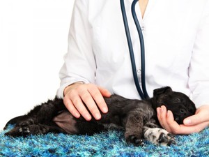 На приёме у ветеринара