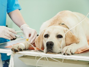 Внутривенные капельные вливания собаке