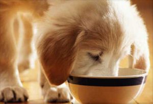 Диета при энтерите