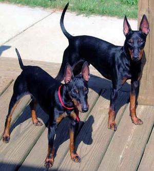 Той терьеры