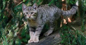 Степной кот: внешность, поведение и особенности вида