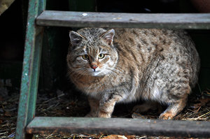 Степной кот - редкие кадры в природе