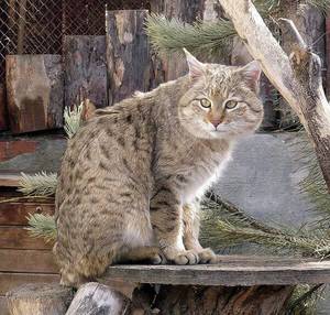 Как выглядит степной кот (пятнистая кошка)