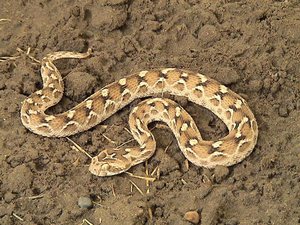 Эфа: особенности поведения и описание песчаной змеи