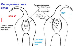 Как определить пол котёнка: простой способ для новичков