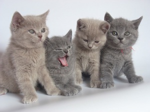 Первые дни котят - определяем пол у малышей