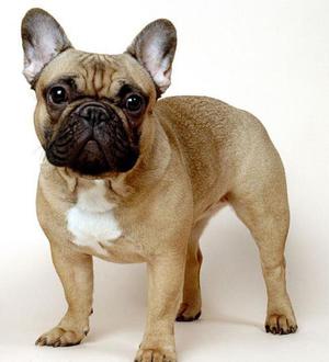 Как содержать английского бульдога