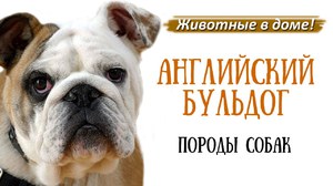 Воспитание английского бульдога