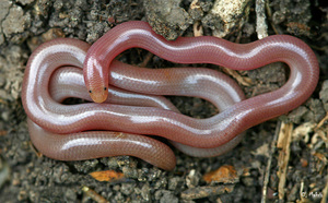 Змеи слепуны