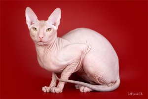 Внешние данные сфинкса