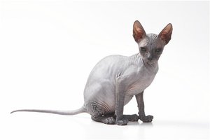 Как кормить сфинксов