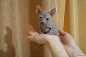 Описание породы