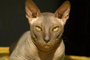 Донской сфинкс: уход, особенности и характер породы