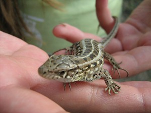 Чем могут питаться ящерицы