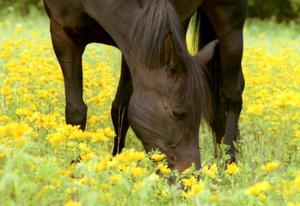 Продолжительность жизни лошади
