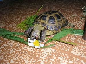 Уход за черепахами