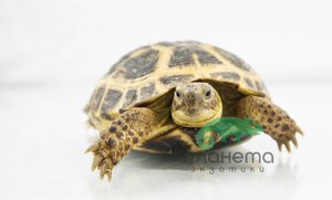 Сухопутная черепаха в домашних условиях