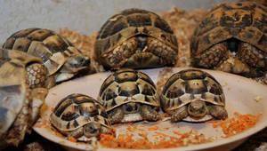 Как ухаживать за черепахами