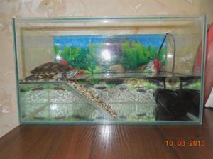 Какие условия создатть для черепах