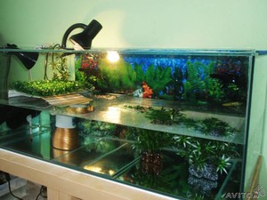 Ка корми красноухую черепаху