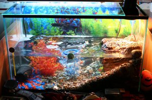 Аквариум для красноухой черепахи: как правильно обустроить