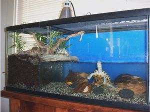 Как разводить красноухих черепах