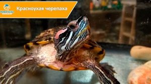 Внешний вид красноухой черепахи