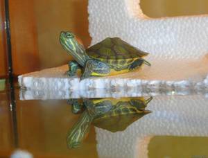 Содержание красноухой черепахи