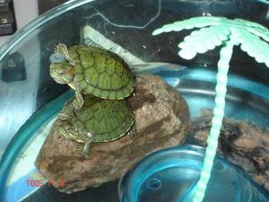 Как содержать красноухую черепаху в домашних условиях: уход и советы