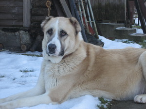 Собака Среднеазиатская овчарка