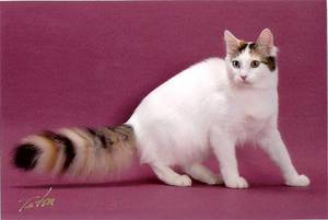 Ванская кошка