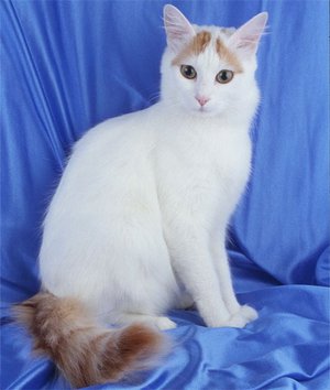 Особенности породы