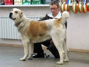 Овчарка характеристика и особенности породы