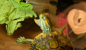 Чем кормить красноухих черепах