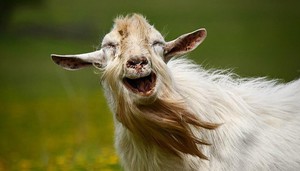 Сколько молока даёт коза в сутки: нормы и рекорды