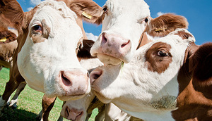 Телки симментальской породы