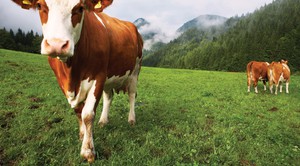 Коровы на лугу